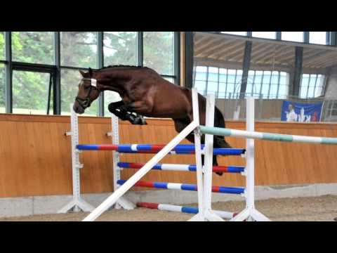 Numero Uno X Nimmerdor 4yo Stallion