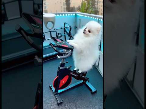 Dei uma Academia de Milionário Pros Meus Cachorros! 🏋️‍♂️✨