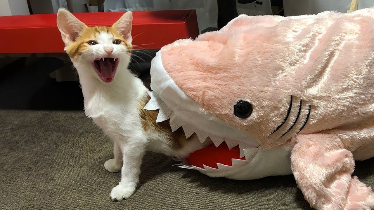 Cats Are Natural Comedians 😂 Funny Cats Videos 2025