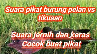 Download lagu Suara pikat burung mandar atau pelan vs tikusan mp3
