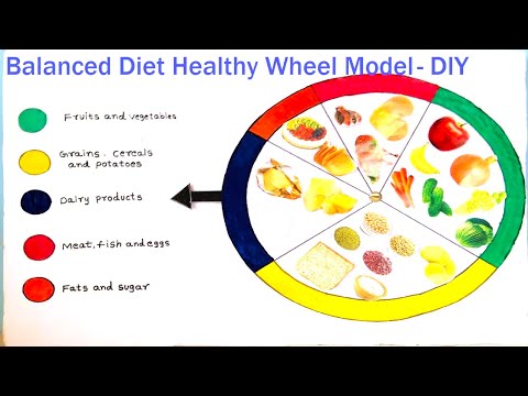 Food Pyramid Working Model 3d Making Science Project DIY HowToFunda