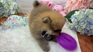 ポメラニアンの動画01