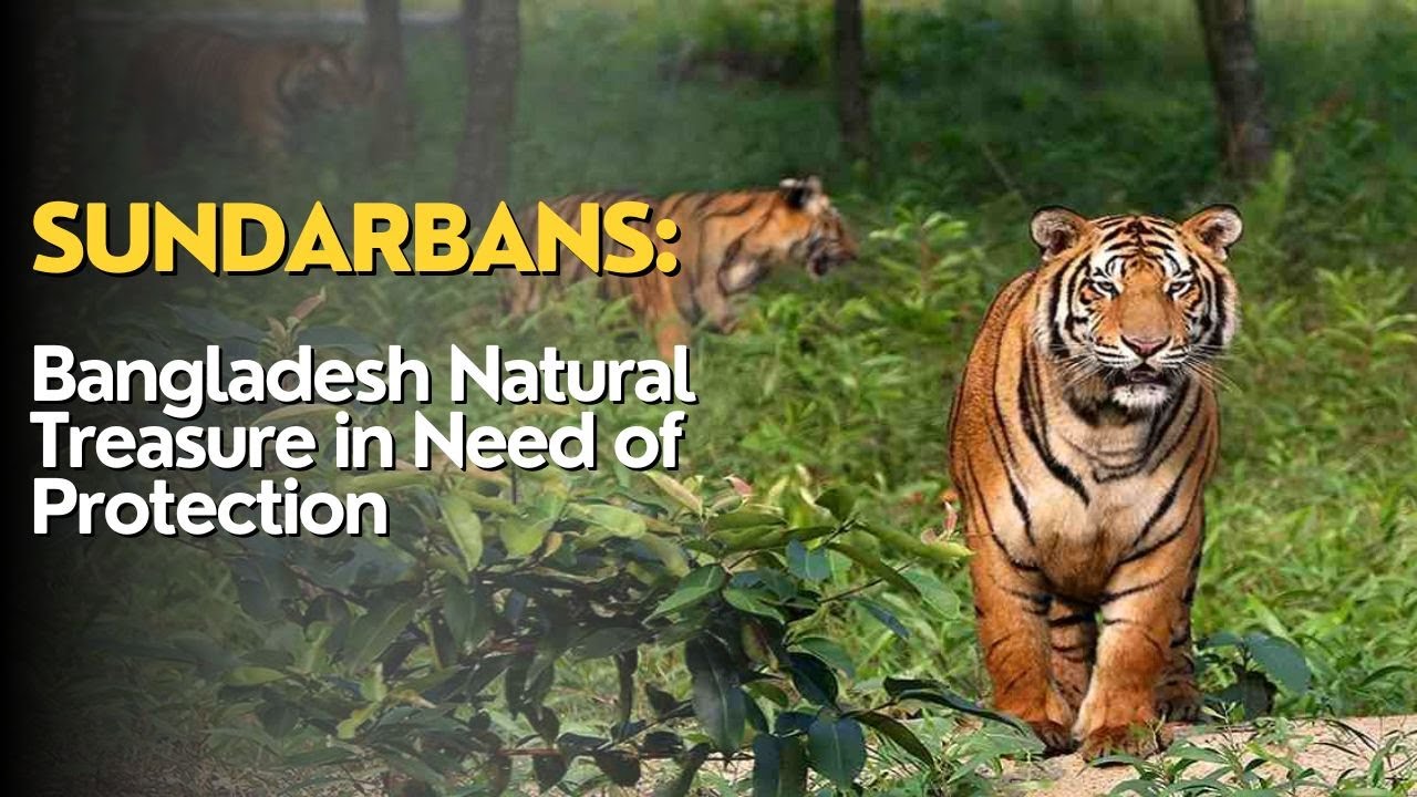 Sundarbans: Bangladesh Natural Treasure in Need of Protection