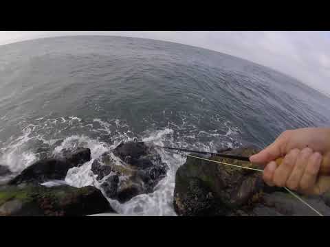 spanish mackerel on a fly