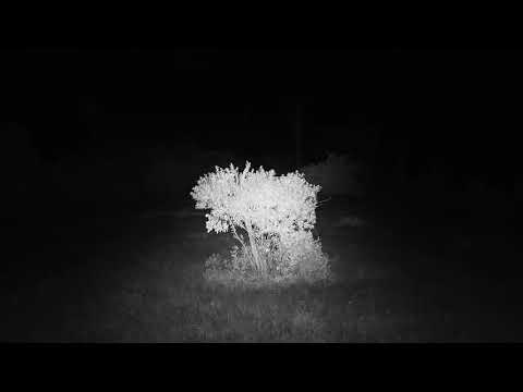 Djuma: Hippo leaving the dam area - 02:45 - 12/05/20