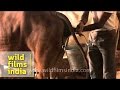 How To Make A Cow Urinate Rubbing The Vulva By Hand