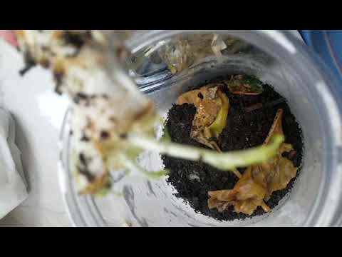 Worm Compost Wk 2