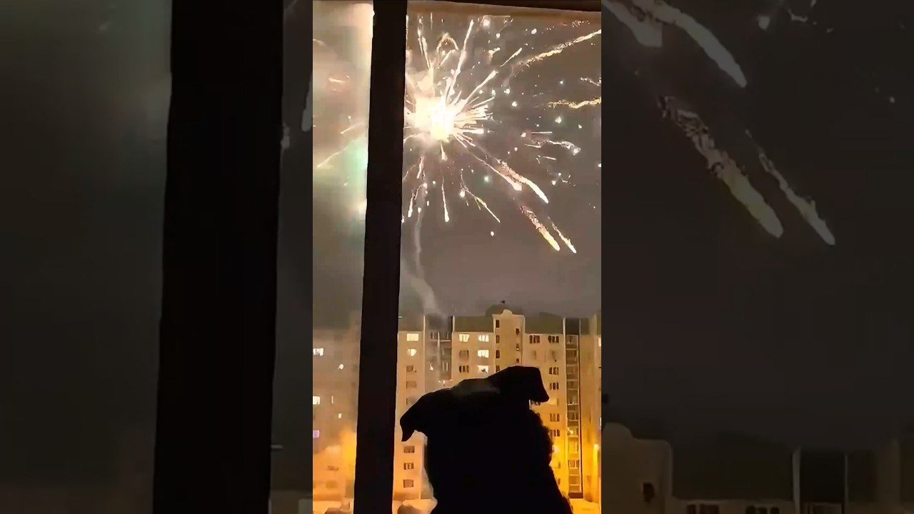 花火が好きなわんこ