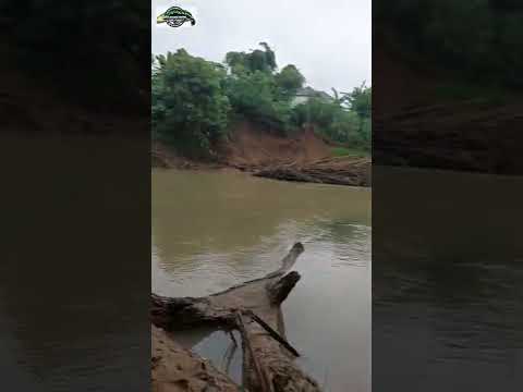 Strikeeee Hampala/ Adungan #shorts #shortvideo