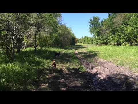 Mud dogs in the river