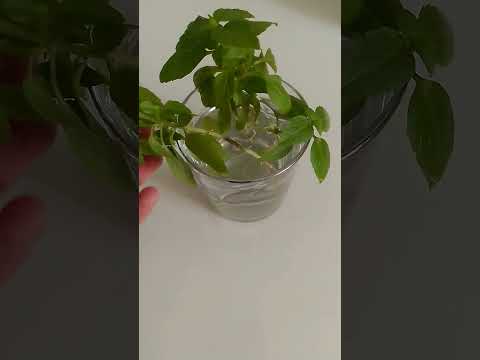 5 günde dalından Reyhan köklendirme