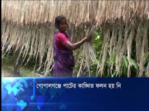 গোপালগঞ্জে পাটের কাঙ্খিত ফলন হয়নি