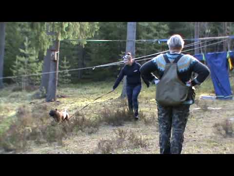 Karri MH-luonnekuvaus 4.5.2024 yllätys 2