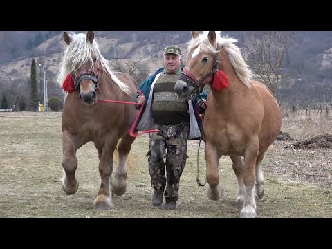 Caii lui Gog de la Salciua, Alba - 2022 Nou!!!