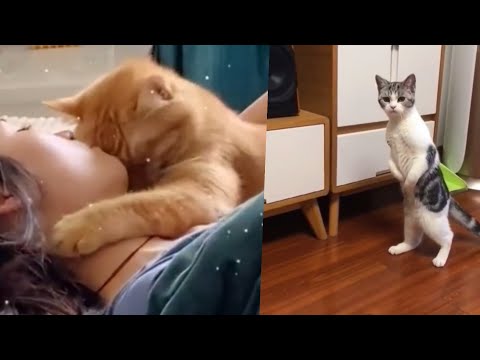 Lustige Tiere scheitern!  | Collection d'animaux drôles