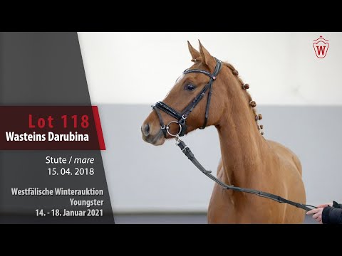 Winterauktion Youngster Lot 118 Wasteins Darubina Stute v. Darubi Gold - FS Golden Highlight