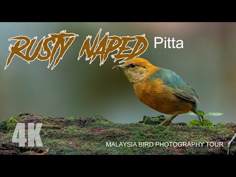 Pita ryšavá (Hydrornis oatesi) — hlas a správanie v prírode