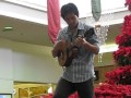 Jake Shimabukuro - Less Cowbell, More Ukulele