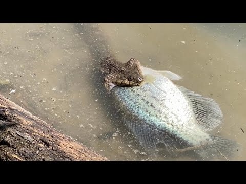 Texas Water Snake Bites Off More Than He Can Chew!