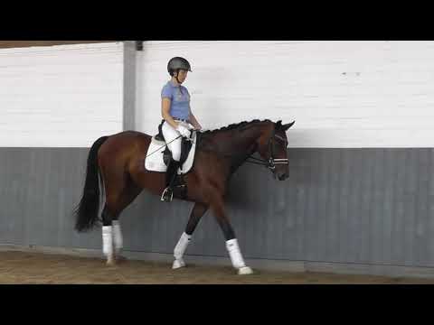 Weidenhof-Verkaufspferd:"Don Rico" 4j.hannoveraner Wallach von Don Index, Amateurpferd, 163 cm