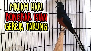 Download lagu pancingan malam hari murai batu GACOR nembak isian GEREJA TARUNG dan KATEM cocok buat MASTERAN mp3