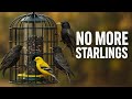 How to Keep Starlings and Blackbirds Off Your Bird Feeders