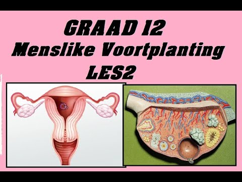 Lewenswetenskappe GR12 Menslike Voortplanting Les2