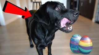 Labrador Doggo Hunts For Eggs!!