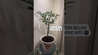 Growing Olive Tree indoors 🫒 #gardeningtips