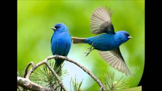 Perhaps love - Placido Domingo &amp; John Denver (Subtitulos en español)