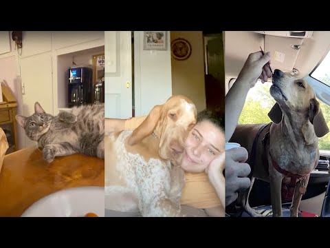 Dogs/Cats Actually Understand What You're Saying 😍