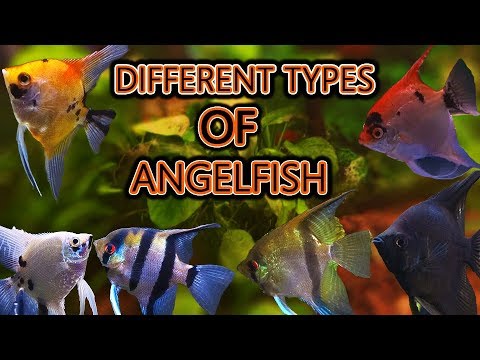 image-What fish can I put in with my angel fish?