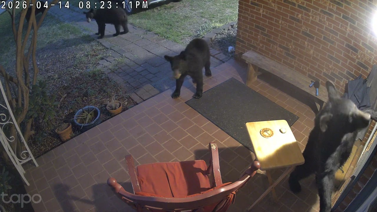 Burglarizing Bears Thwarted by Doorbell || ViralHog
