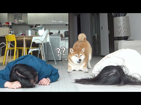 주인이 모두 죽은척 했더니 큰일난줄 알고 난리난 강아지 ㅋㅋㅋ