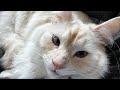 Charlie Cat Is Sick And Leaving To The Clinic With His Vet Mom