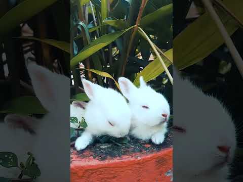 Cute rabbits. Cutest baby animals Videos