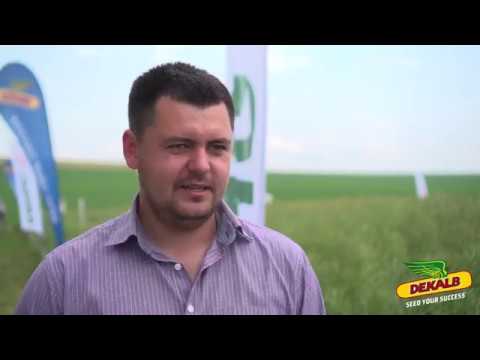 Rapita DEKALB in ferma THENOIND GHIGOESTI SRL - interviu ing. Vlad Diaconu