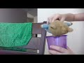 Teddy Mp4