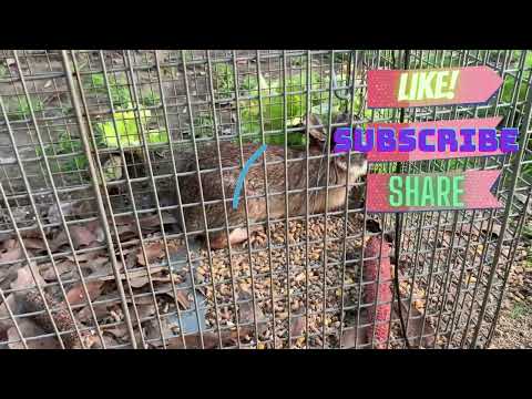 Trapping rabbits and what bait to use!!!!