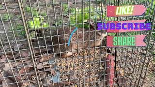 Trapping rabbits and what bait to use!!!!