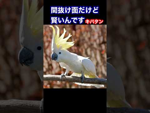 キバタンの鳥の範囲.png