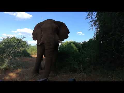 Super Relaxed Elephant Bull