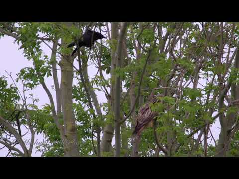 Crow (Corvus corone) attacks Red Kite (Milvus milvus)