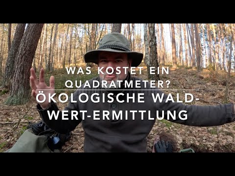 Was ist ein Stück Wald Wert? Kauf- und Verkaufspreis abschätzen.