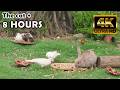 TV FOR CATS Your Cat S Favorite Catflix Show 8 HourULTIMATE Compilation No Ads Nature 4ktv 32
