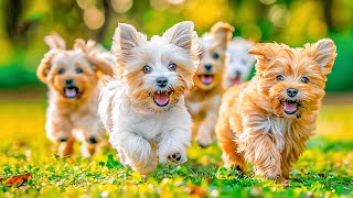 Music for dogs at home alone 💖 Relaxing music for sleeping, music for dogs