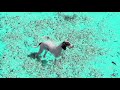 2 2 1 2 2 Dog Fart
