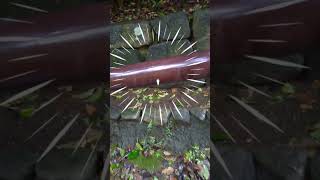 昆虫どーこだ？Part1