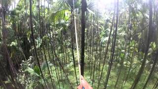 Spraying Pesticide on Arecanut Tree