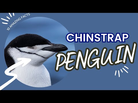 10 Fascinating Facts About Chinstrap Penguins - Penguins 101